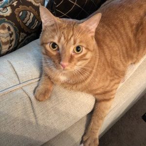 Meet your Posher, Diana